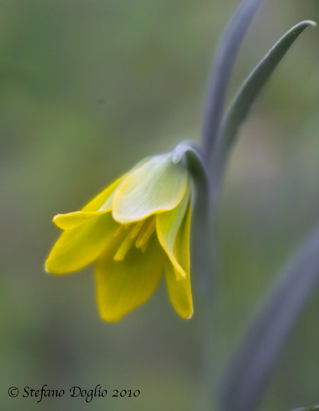 Fritillaria pelinaea